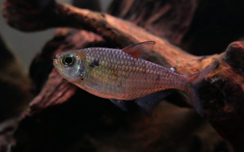 蓝月可卡灯 （Moenkhausia sp. “pink”）灯鱼饲养资料，图片