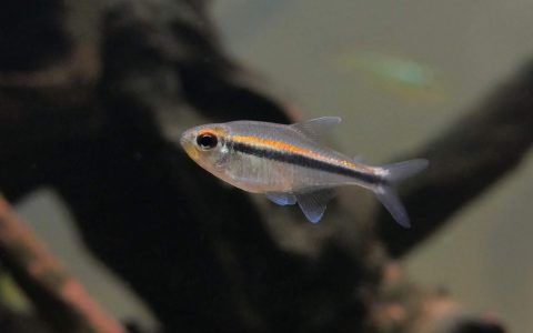 红丝金线黑灯 （Hyphessobrycon cf. vilmae from Rio aripuana）灯鱼饲养资料，图片