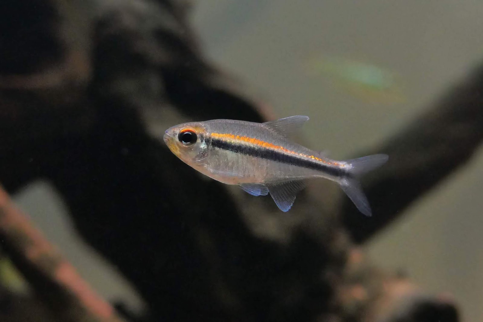 红丝金线黑灯 （Hyphessobrycon cf. vilmae from Rio aripuana）灯鱼饲养资料，图片