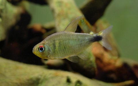 帝王凯蒂灯 （Hyphessobrycon loweae）灯鱼饲养资料，图片