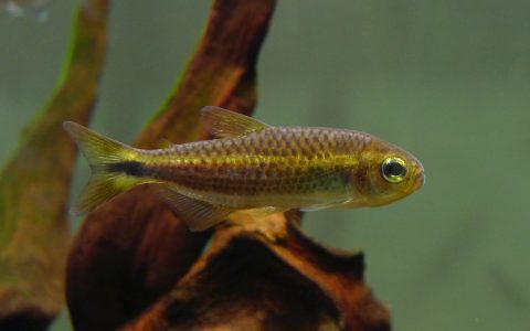 紫影彩虹可卡灯 （Moenkhausia plumbea）灯鱼饲养资料，图片