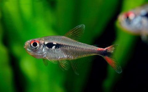 红尾翡翠灯 （Hyphessobrycon montagi）灯鱼饲养资料，图片