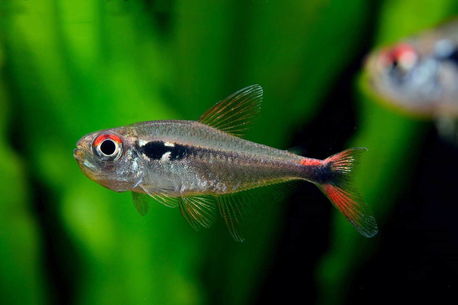 红尾翡翠灯 （Hyphessobrycon montagi）灯鱼饲养资料，图片