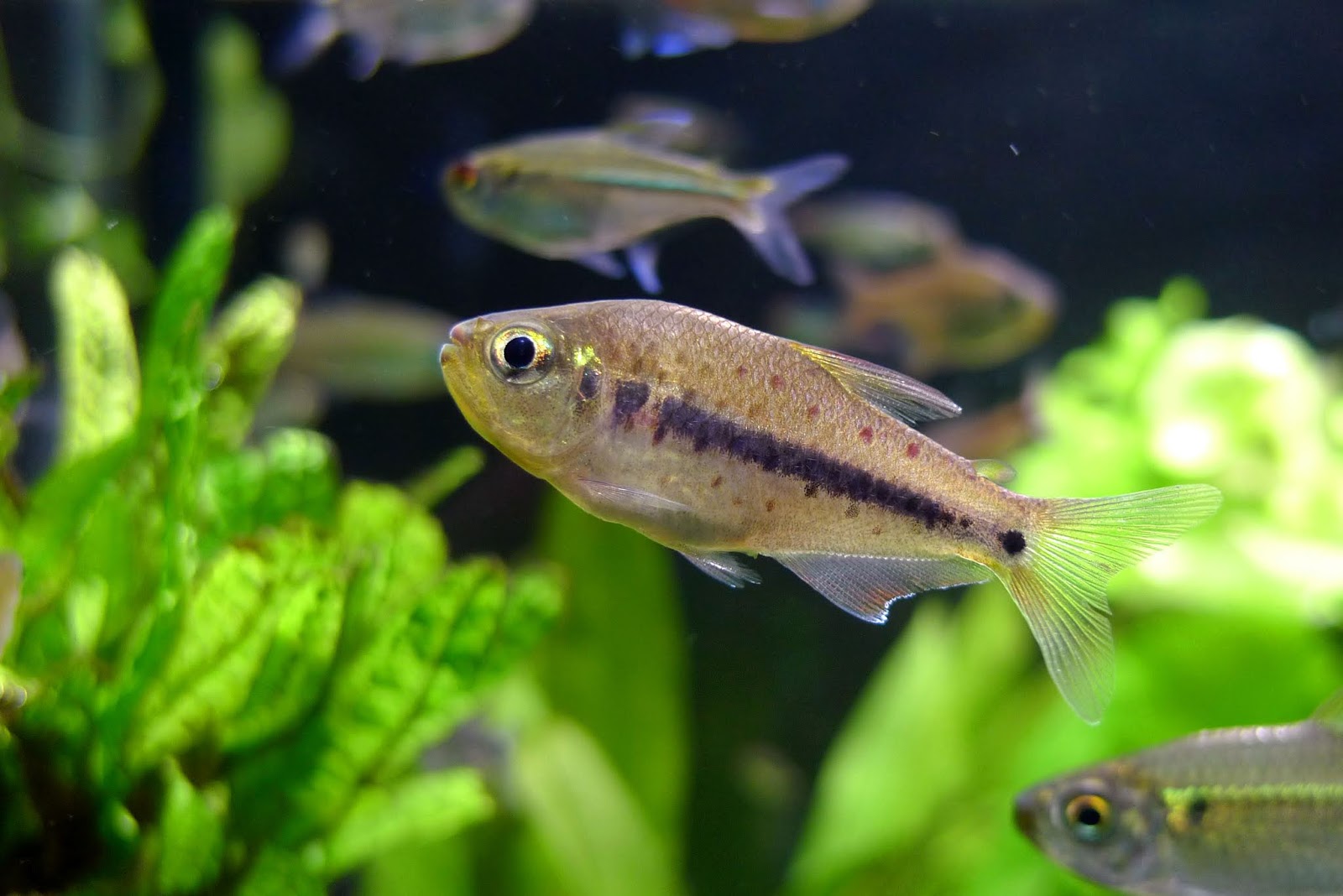 花豹灯 （Pseudochalceus kyburzi）灯鱼饲养资料，图片