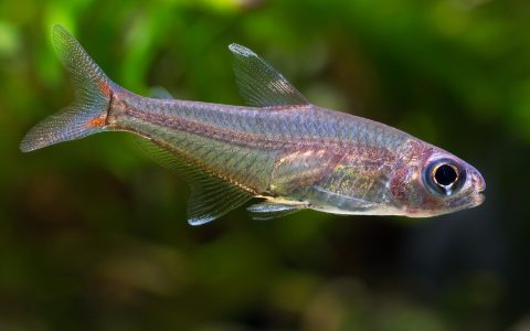 玻璃血鳍灯 （Hyphessobrycon dorsalis）灯鱼饲养资料，图片
