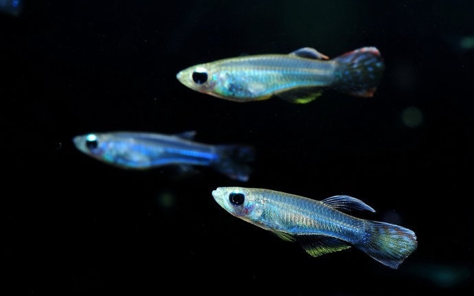 蓝眼灯鱼Aplocheilichthys Normani饲养资料、图片