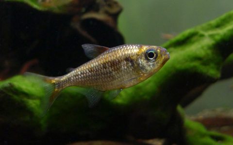黄金可卡灯 (Moenkhausia sp. “yellow”)灯鱼饲养资料，图片