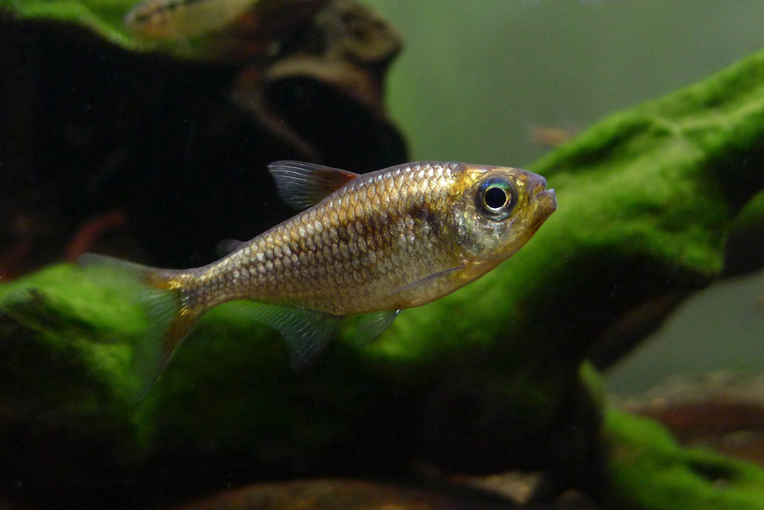 黄金可卡灯 (Moenkhausia sp. “yellow”)灯鱼饲养资料，图片