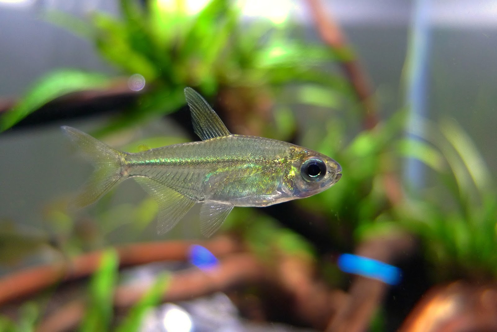 天才翠绿灯 （Hemigrammus sp.）灯鱼饲养资料，图片