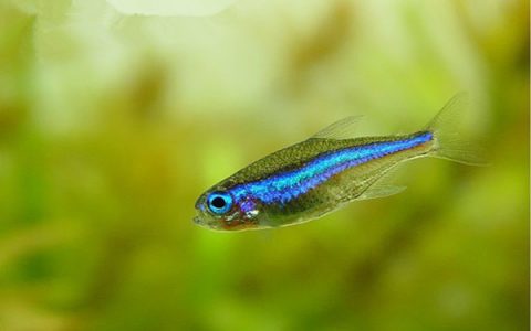 绿莲灯 （Paracheirodon simulans）灯鱼饲养资料，图片