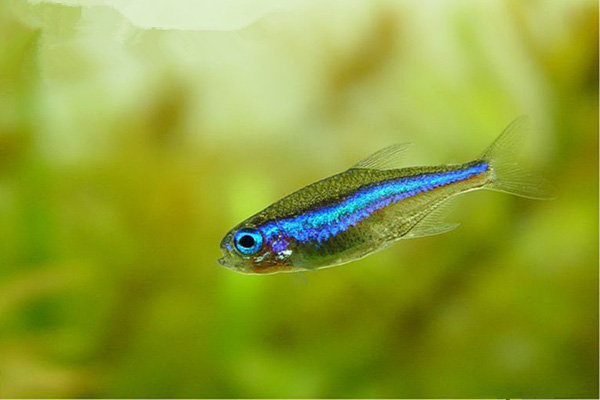 绿莲灯 （Paracheirodon simulans）灯鱼饲养资料，图片