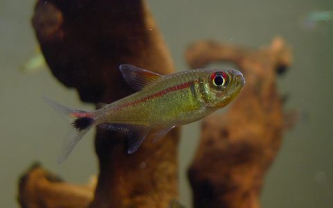 赤目赤线黑点尾灯 (Hemigrammus rubrostriatus)灯鱼饲养资料，图片