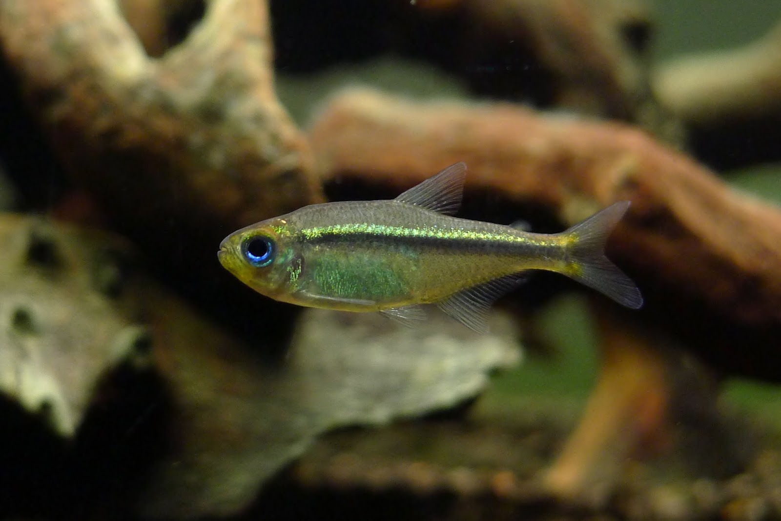 蓝眼翠绿魔鬼灯 （Hyphessobrycon psittacus）灯鱼饲养资料，图片