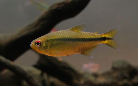 红眼天青魔鬼灯二型 （Hyphessobrycon aff. cachimbensis）灯鱼饲养资料，图片