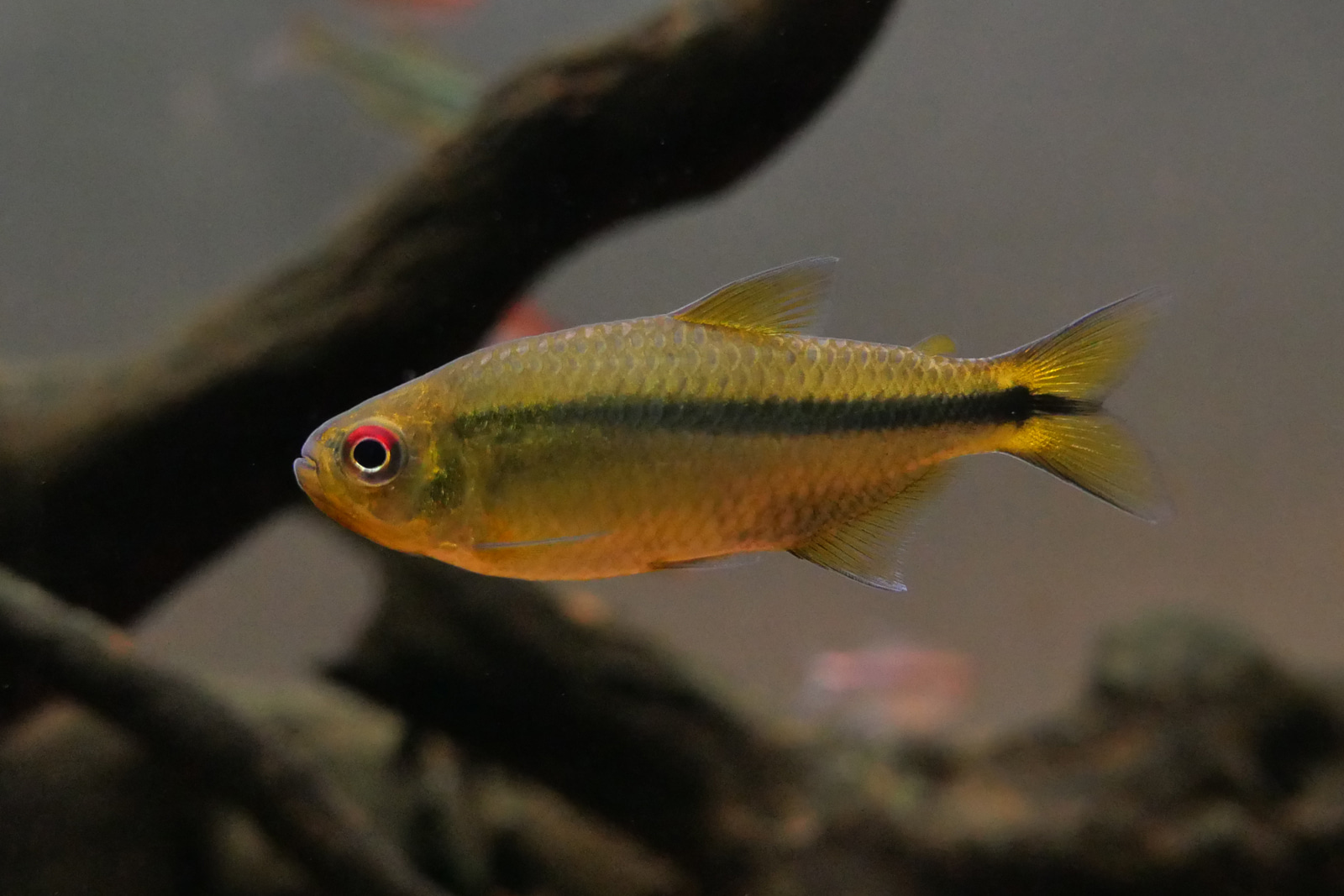 红眼天青魔鬼灯二型 （Hyphessobrycon aff. cachimbensis）灯鱼饲养资料，图片
