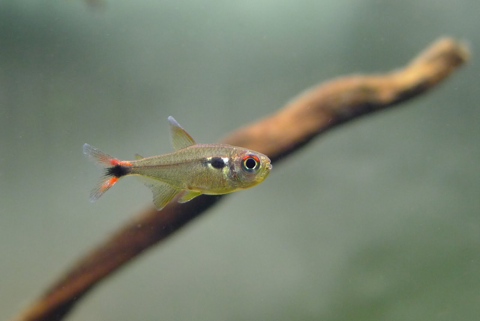 红尾翡翠灯 （Hyphessobrycon montagi）灯鱼饲养资料，图片