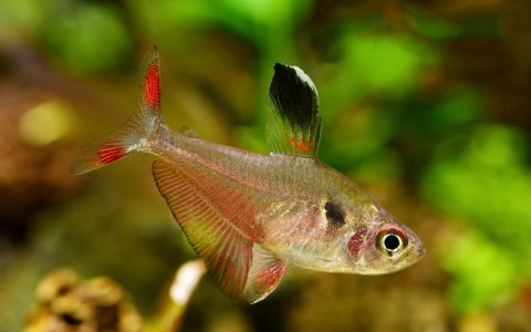 三色旗 （Hyphessobrycon werneri）灯鱼饲养资料，图片