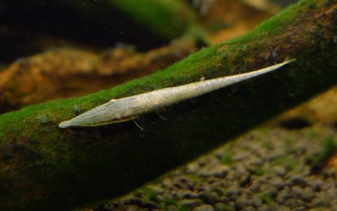 南美蜓状鲶（Acestridium dichromum）灯鱼饲养资料，图片