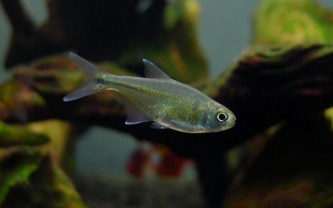 银绿灯 （Knodus sp. “green silver”）灯鱼饲养资料，图片