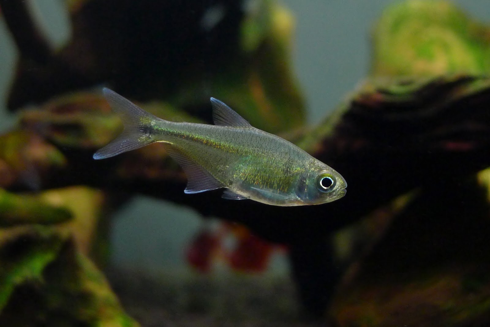 银绿灯 （Knodus sp. “green silver”）灯鱼饲养资料，图片
