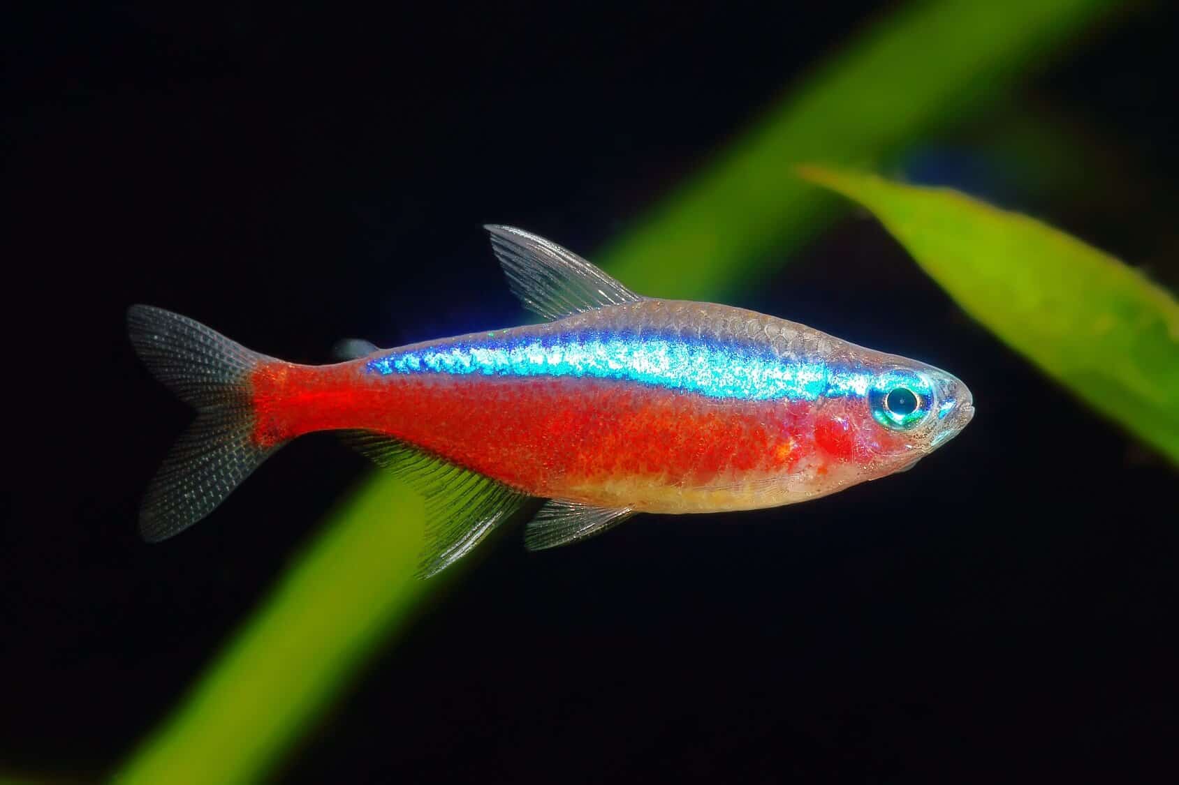 宝莲灯鱼Paracheirodon axelrodi饲养资料、图片