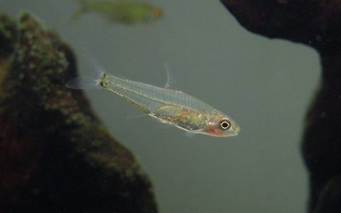 迷你水晶灯 （Microschemobrycon sp. from Orinoco）灯鱼饲养资料，图片