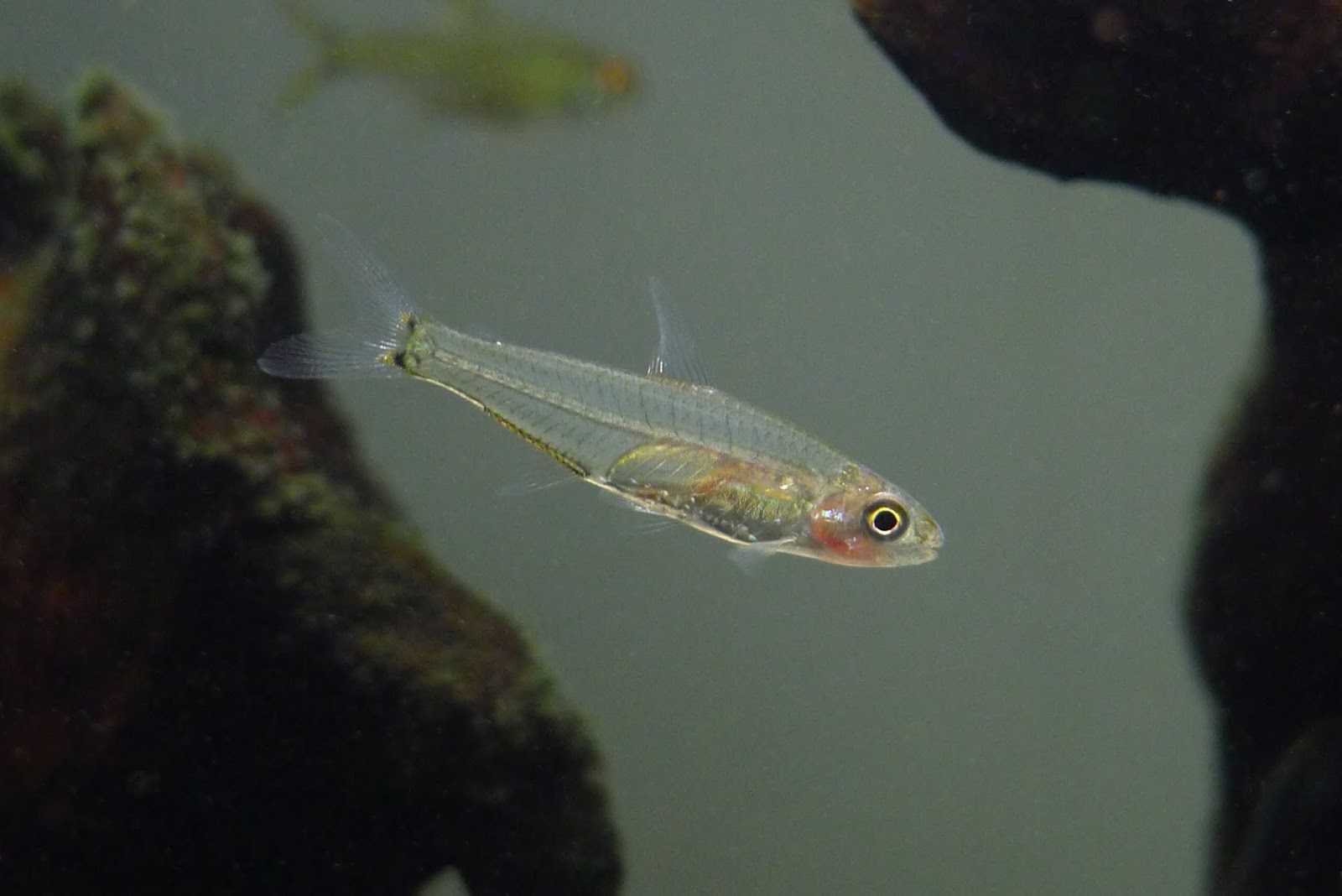 迷你水晶灯 （Microschemobrycon sp. from Orinoco）灯鱼饲养资料，图片