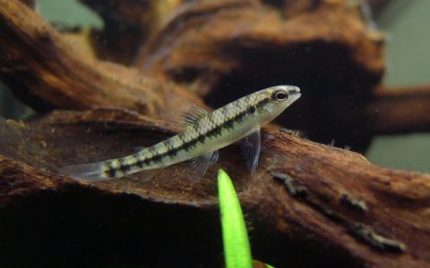斑马跳鲈 (Characidium fasciatum)灯鱼饲养资料，图片