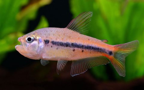 花豹灯 （Pseudochalceus kyburzi）灯鱼饲养资料，图片