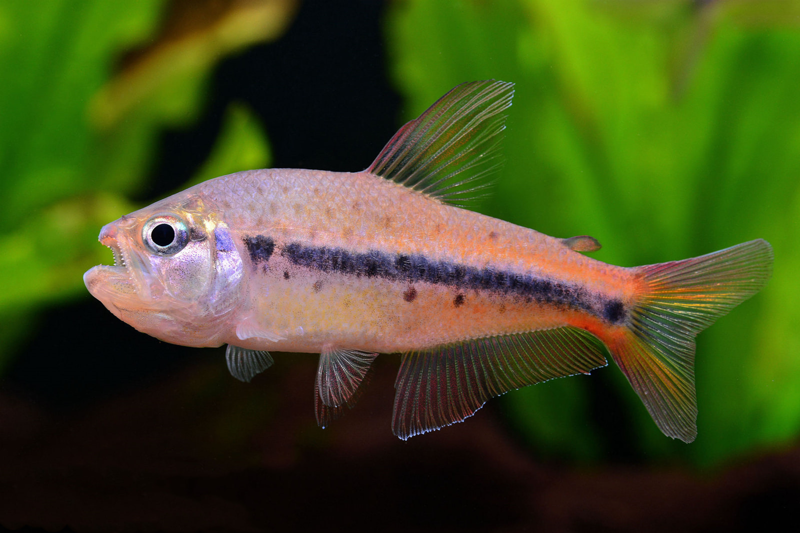 花豹灯 （Pseudochalceus kyburzi）灯鱼饲养资料，图片