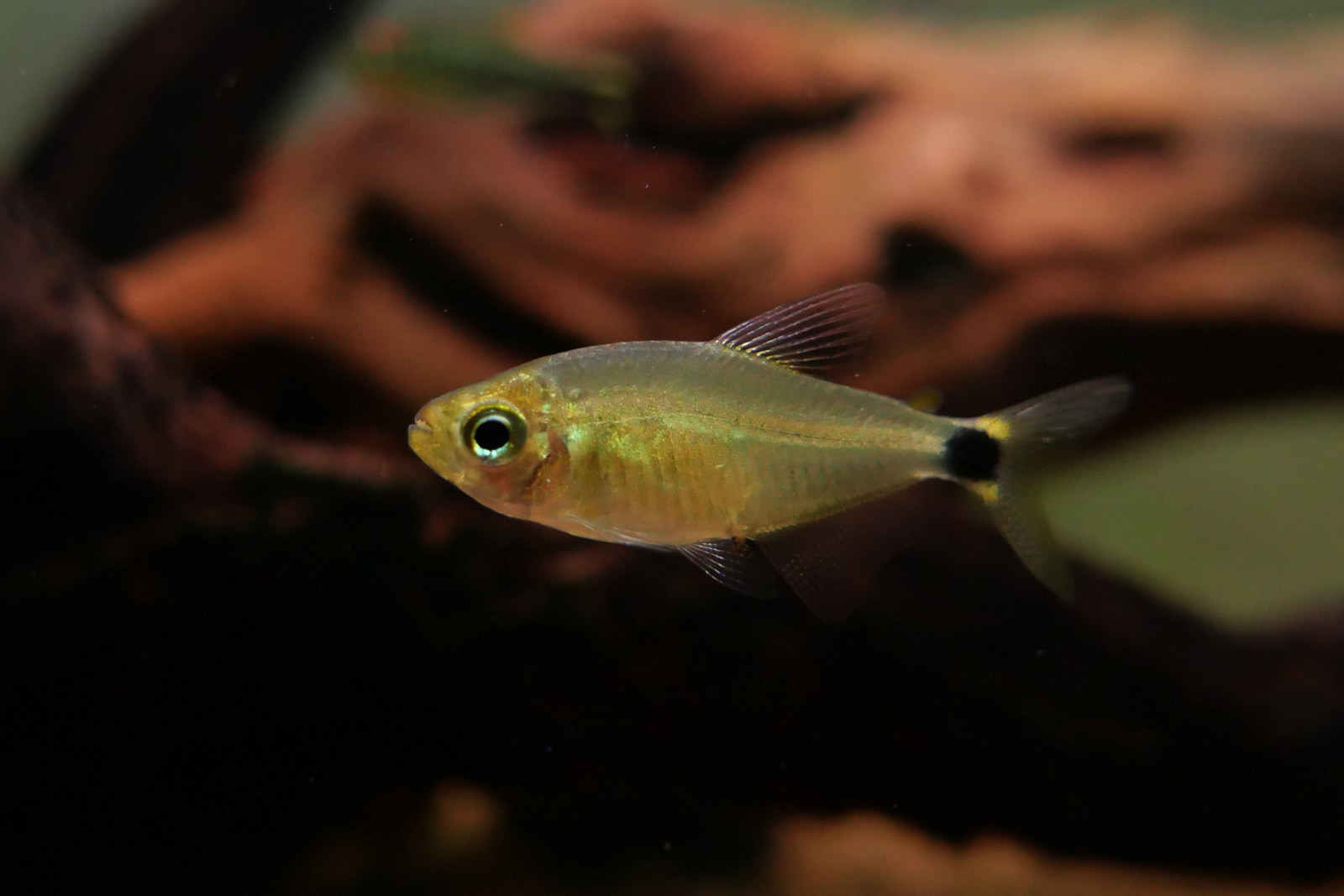 粉黄蝴蝶凯蒂灯 （Hyphessobrycon procyon）灯鱼饲养资料，图片