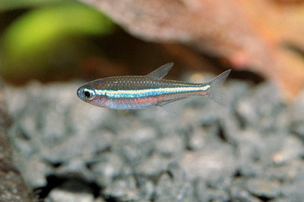 绿莲灯 （Paracheirodon simulans）灯鱼饲养资料，图片