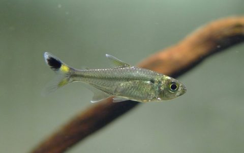白金斑尾灯 (Moenkhausia cf. lepidura “platinum half scissor tail”)灯鱼饲养资料，图片