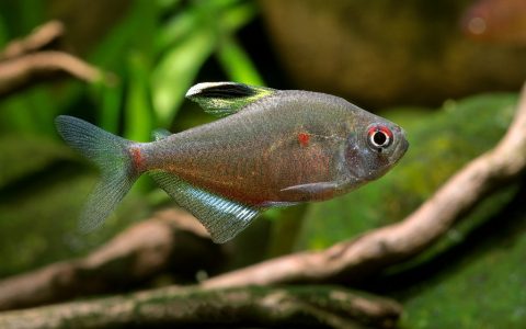 绿背小血心 （Hyphessobrycon socolofi “green back white dorsal white seam”）灯鱼饲养资料，图片