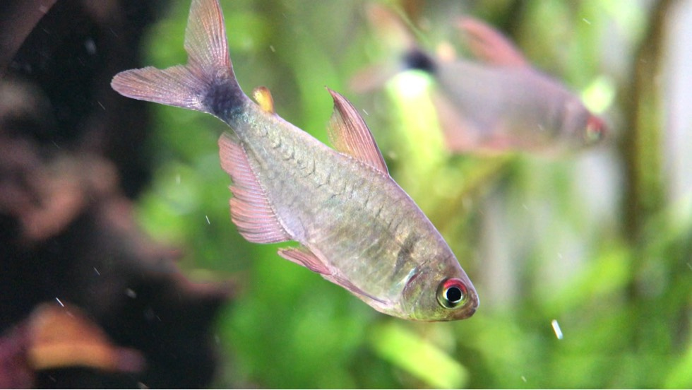 紫衣凯蒂灯 （Hyphessobrycon sp.）灯鱼饲养资料，图片