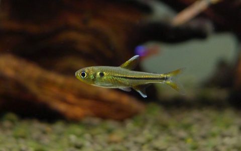 感叹号灯 （Bryconella palliidifrons）灯鱼饲养资料，图片