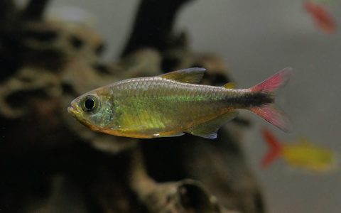 卢比斯灯 （Moenkhausia lopesi）灯鱼饲养资料，图片