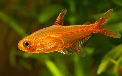 喷火灯 （Hyphessobrycon amandae）灯鱼饲养资料，图片