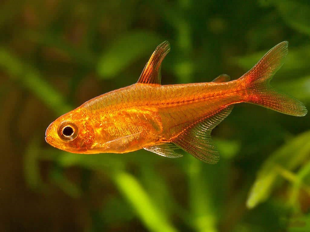 喷火灯 （Hyphessobrycon amandae）灯鱼饲养资料，图片