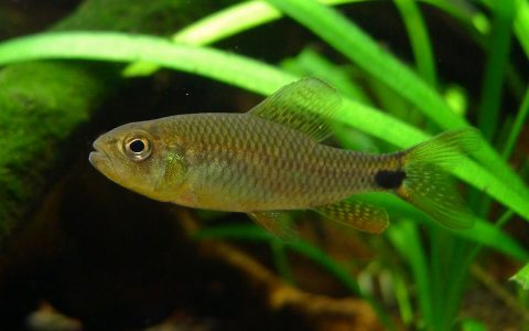 大帆灯 (Crenuchus spilurus)灯鱼饲养资料，图片