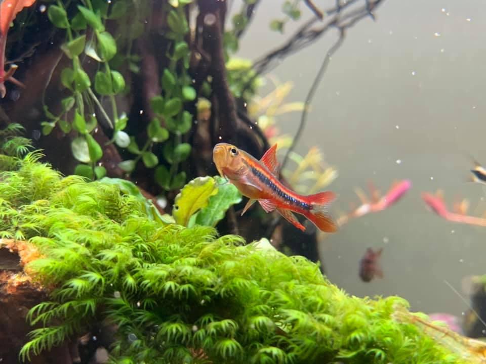 珍珠灯 （Poecilocharax weitzmani）灯鱼饲养资料，图片
