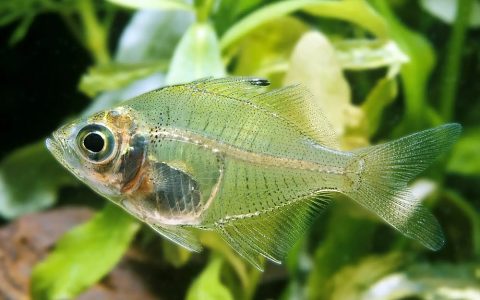 玻璃拉拉鱼 （Parambassis ranga）灯鱼饲养资料，图片