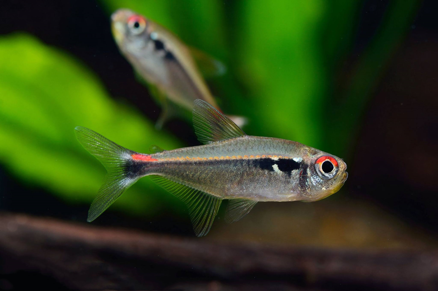 红尾翡翠灯 （Hyphessobrycon montagi）灯鱼饲养资料，图片