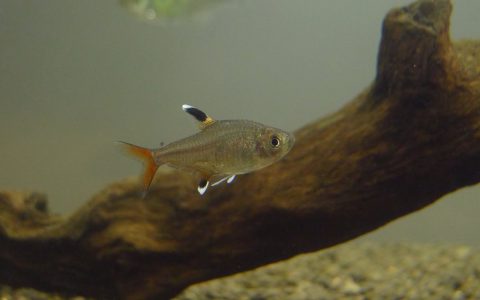 阿克塞红尾灯 （Hyphessobrycon axelrodi）灯鱼饲养资料，图片