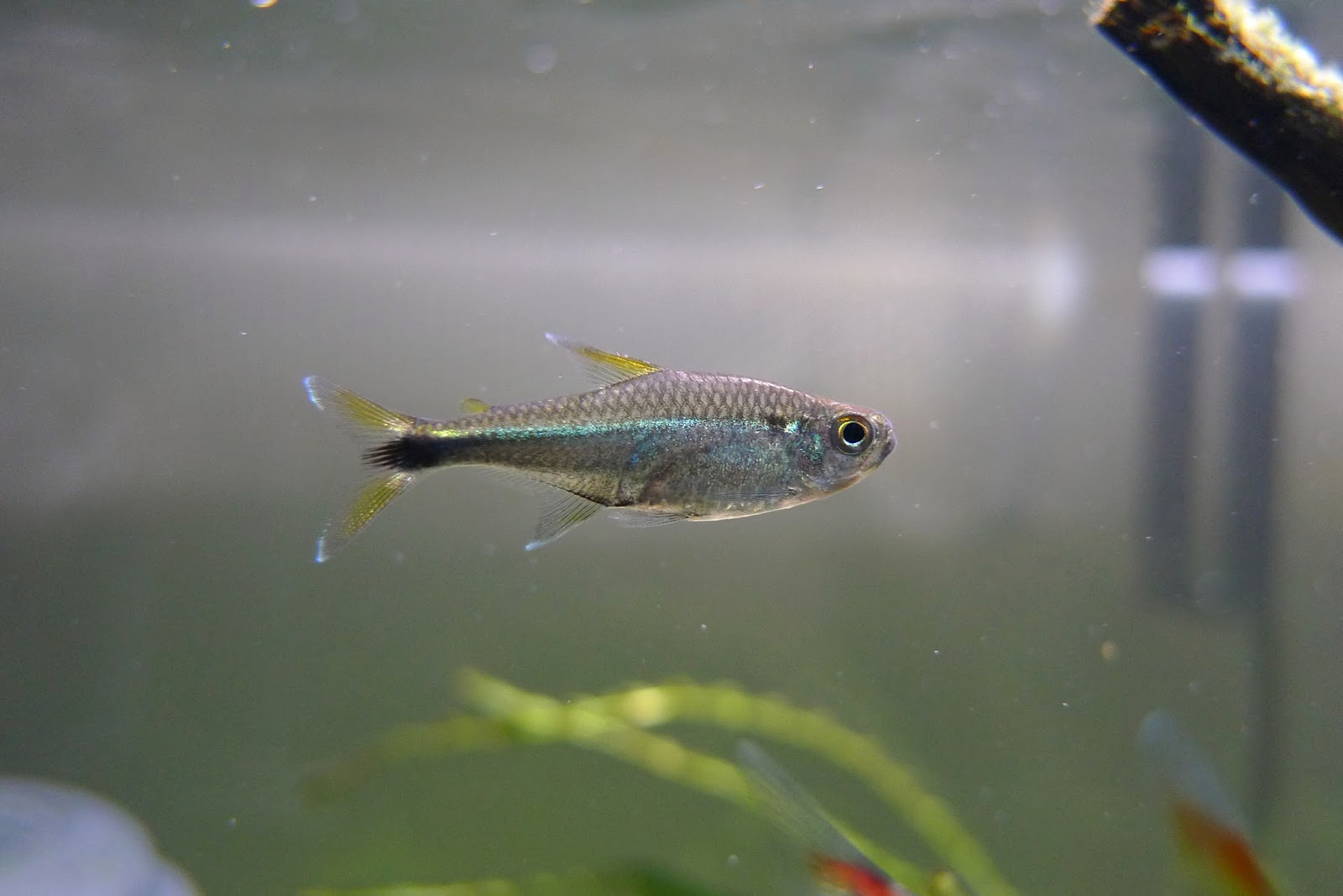 橘目青线灯 （Hyphessobrycon cf. metae）灯鱼饲养资料，图片