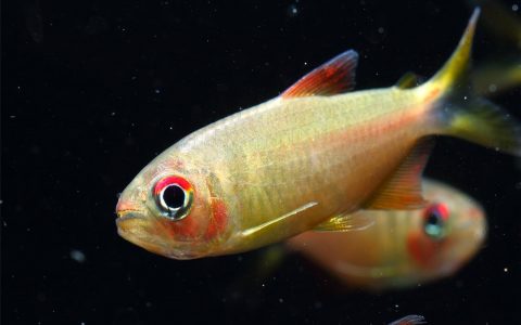 红箭胭脂灯 （Hyphessobrycon pretoensi）灯鱼饲养资料，图片