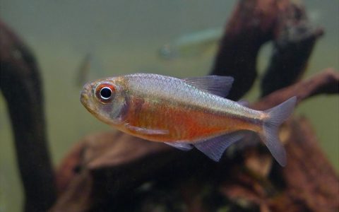 彩月可卡灯 （Moenkhausia sp. “purple kaiser” / “pink blue diamond kogal tetra”）灯鱼饲养资料，图片