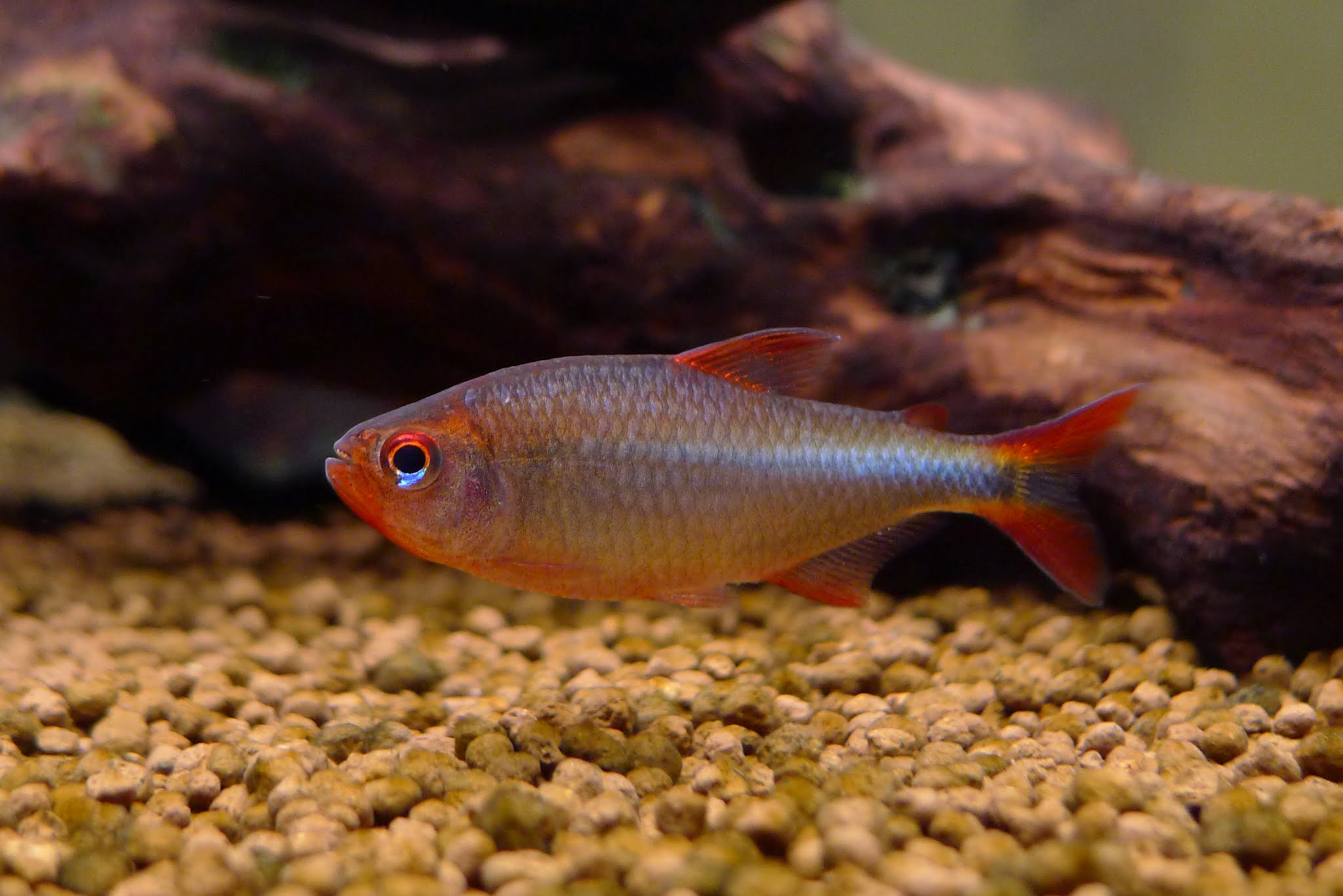 蓝钻红梅灯 （Hyphessobrycon wadai）灯鱼饲养资料，图片