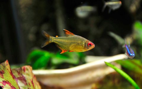 超级柠檬灯 （Hyphessobrycon cf. pulchripinnis “super lemon”）灯鱼饲养资料，图片