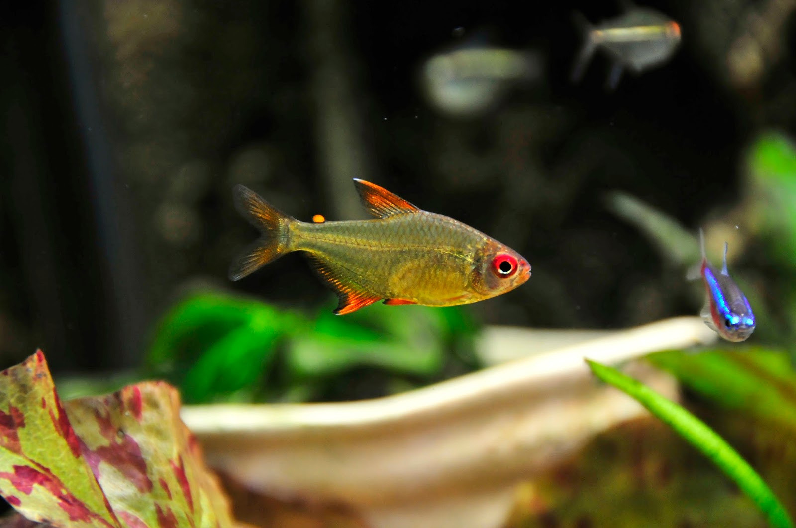 超级柠檬灯 （Hyphessobrycon cf. pulchripinnis “super lemon”）灯鱼饲养资料，图片